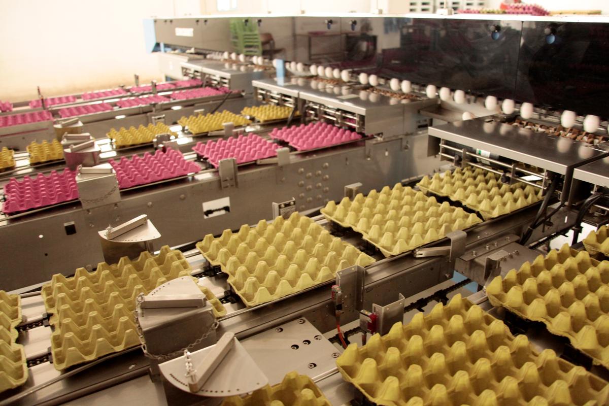 Egg cartons on the line